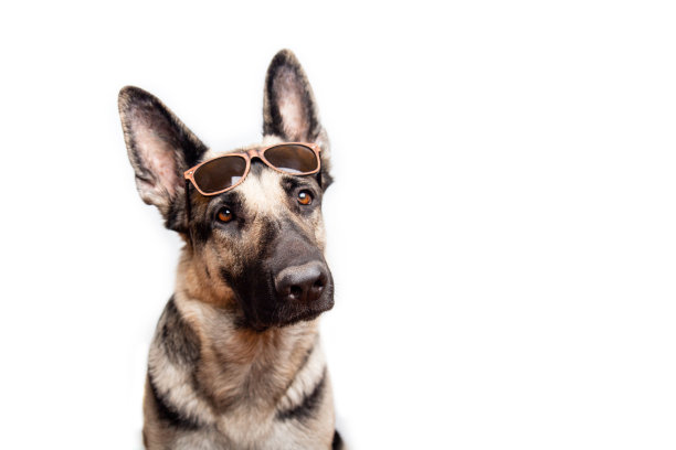 一个纯种的红色德国牧羊犬的肖像在一个白色的背景与地方的文本太阳镜。图片下载