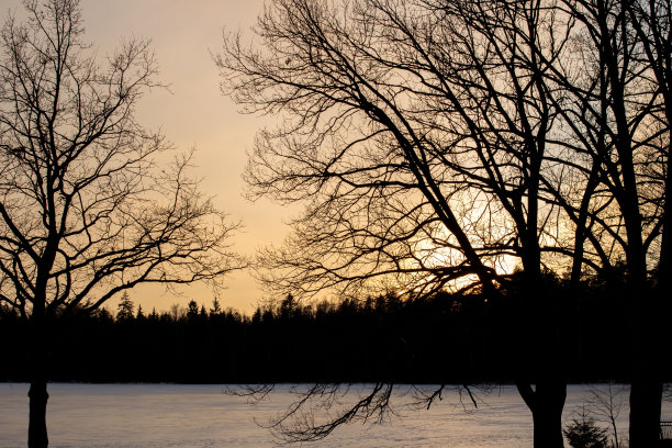 夕阳下黄色天空下树枝的影子图片下载