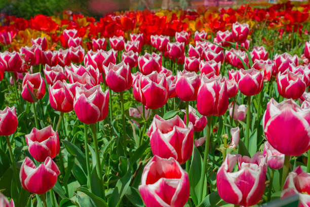 春天，美丽多彩的郁金香在草地上长着绿叶图片下载