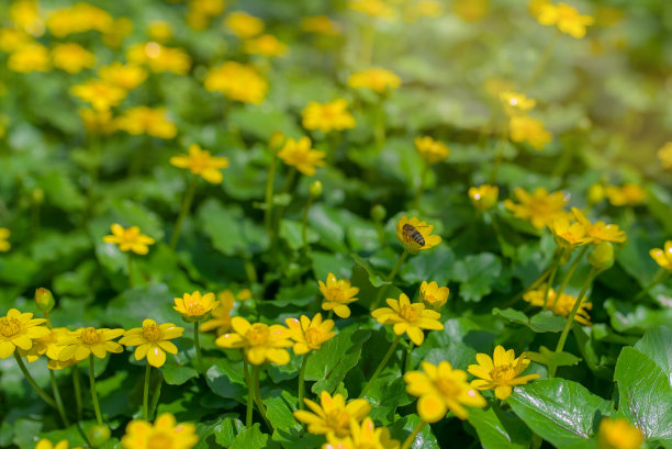金凤花，春暖花开图片下载