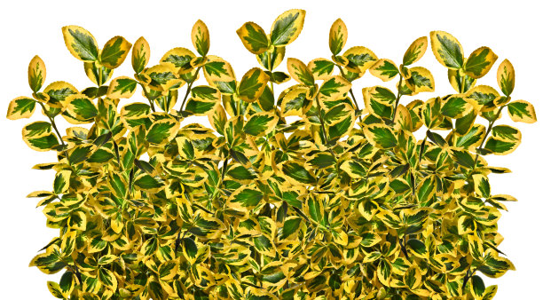 黄绿色的卫矛树枝，白色背景图片下载