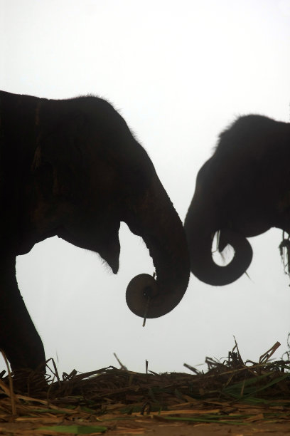 东南亚森林里的亚洲象妈妈和亚洲象宝宝图片下载