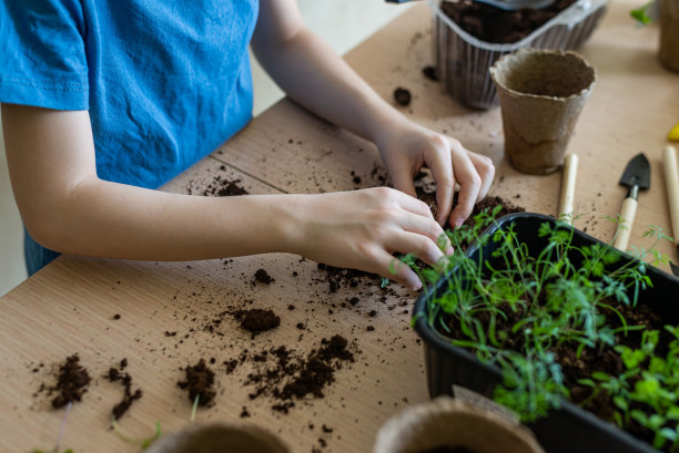 家庭园艺，孩子的手准备土壤移植幼苗在生态盆和浇灌植物，学习种植植物的概念为学龄前儿童水平照片图片下载