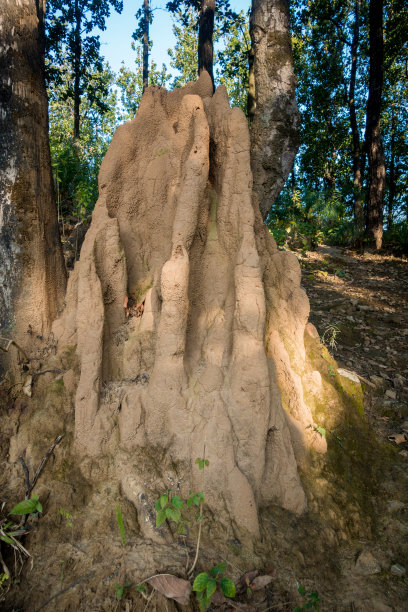 这是森林中一个巨大的蚁丘或白蚁丘的特写镜头。蚂蚁用泥土或沙子建造的堆状巢穴被称为蚁丘。你也可以叫一个类似的白蚁堆。图片下载