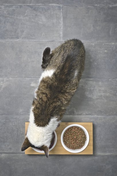 从上方直接看到的，虎斑猫从双层碗里吃东西图片下载