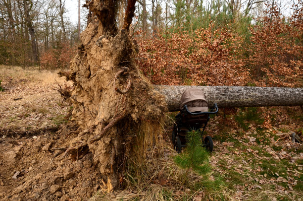 在树林里的一次事故中，一辆婴儿车从树上掉了下来。一棵大云杉连根拔起，砸在那孩子身上。树躺在地上。在暴风雨中被挤在树干下图片下载
