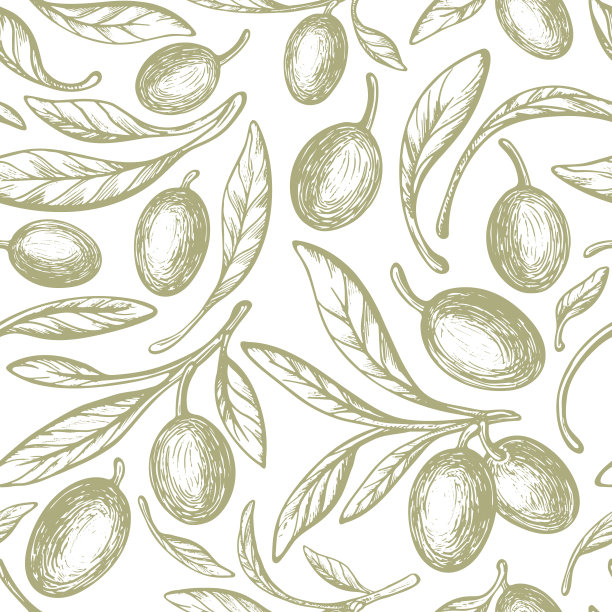 橄榄生物打印。乡村的叶子，绿色的水果向量图片下载