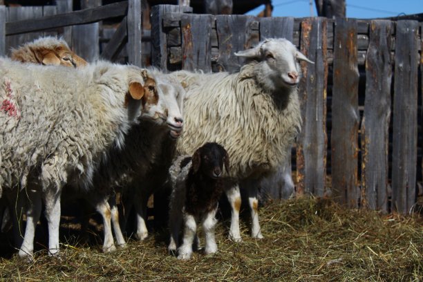 两天大的新生小羊羔，带着脐带，被一群羊围着图片下载