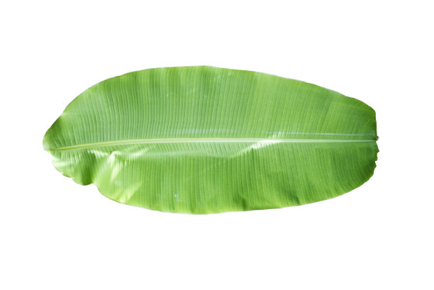 一片新鲜的芭蕉叶孤立在白色的背景上。图片下载