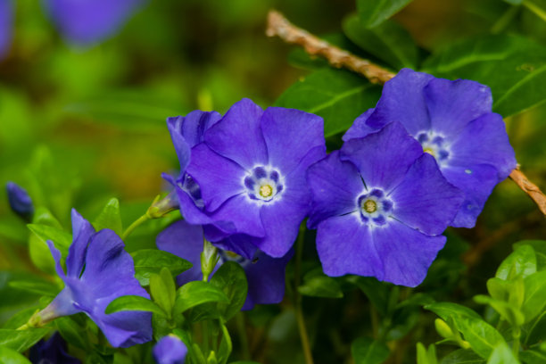 令人难以置信的紫色花朵在阳光明媚的一天在外面发光图片下载