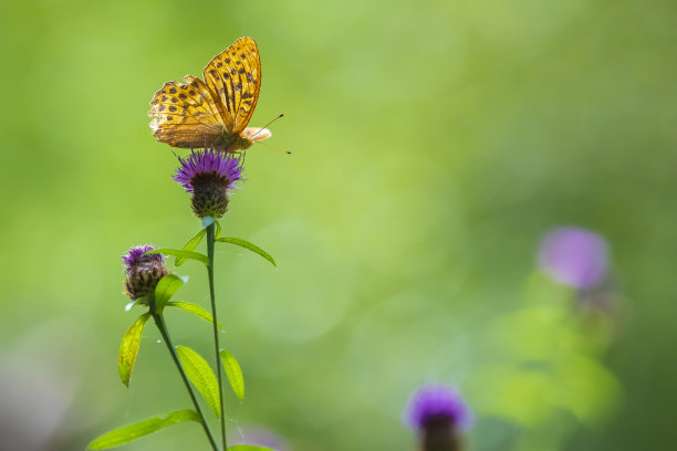 银白色贝母，银纹蝶，蝴蝶特写图片下载