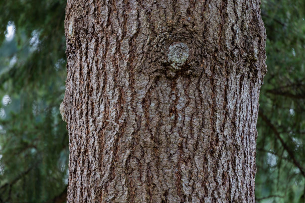 树干周围有厚厚的树皮，一直延伸到天空图片下载