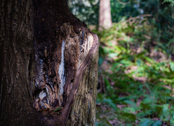 树皮与奇怪的白色里面的树腐烂前可怕的森林背景图片下载