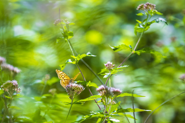 银白色贝母，银纹蝶，蝴蝶特写图片下载