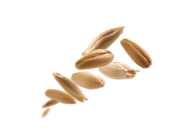 燕麦粒漂浮在白色的背景上图片下载