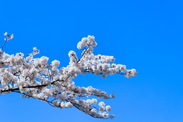 春天的樱花在毕业、入学、观赏樱花的季节盛开图片下载