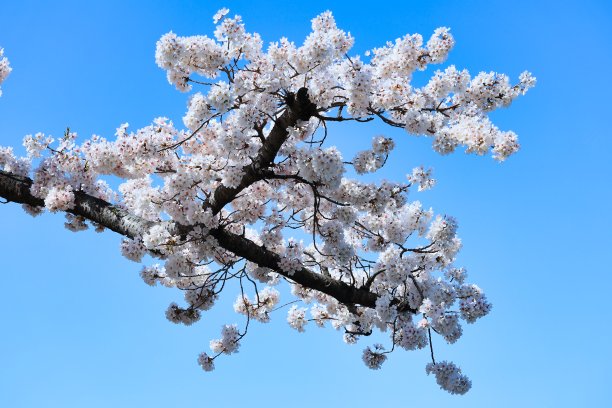 春天的樱花在毕业、入学、观赏樱花的季节盛开图片下载