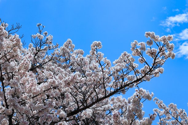 春天的樱花在毕业、入学、观赏樱花的季节盛开图片下载