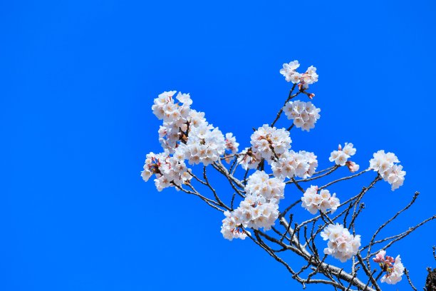 春天的樱花在毕业、入学、观赏樱花的季节盛开图片下载