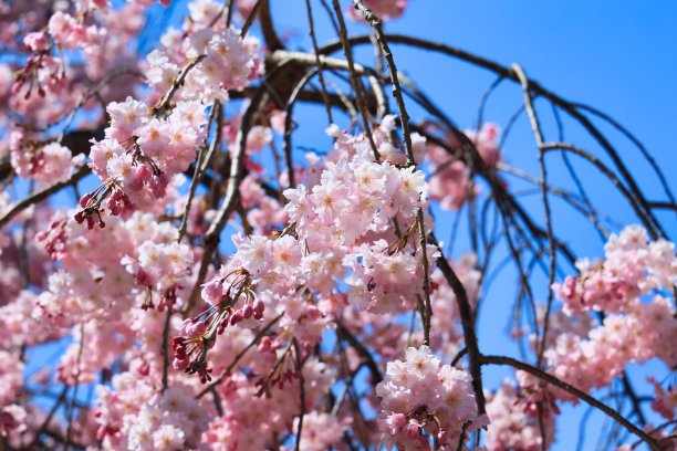 春天的樱花在毕业、入学、观赏樱花的季节盛开图片下载
