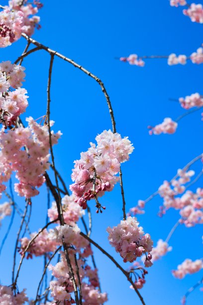 春天的樱花在毕业、入学、观赏樱花的季节盛开图片下载