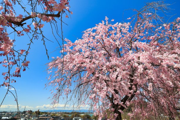 春天的樱花在毕业、入学、观赏樱花的季节盛开图片下载