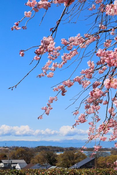 春天的樱花在毕业、入学、观赏樱花的季节盛开图片下载