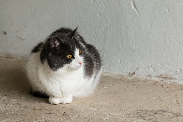 长毛猫盯着什么东西图片下载