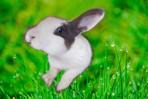 有趣的小兔子在草地上跳着水珠。有选择性的重点。图片下载