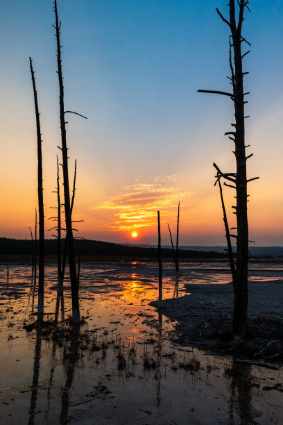 夕阳下的波比袜子树图片下载