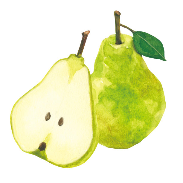 梨。水彩画在白色背景图片下载