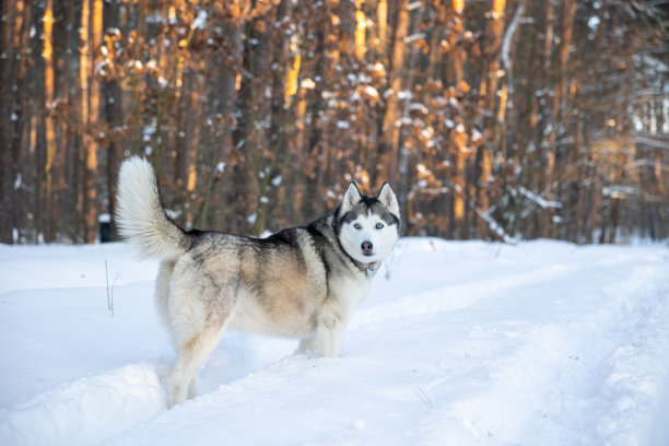 西伯利亚哈士奇站在冬天的森林里四处张望。图片下载