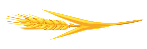插图的小麦。农业形象金穗大麦或黑麦。图片下载
