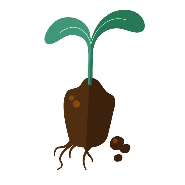 白色背景上的绿色芽与根的幼苗图片下载