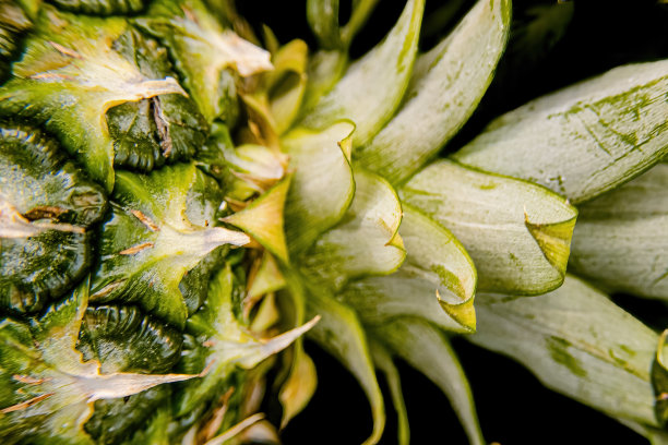 用强光对菠萝进行微距摄影图片下载