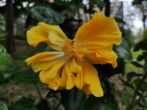 黄花芙蓉盛开图片下载