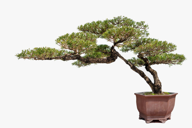 白色背景下的盆栽松树。图片下载