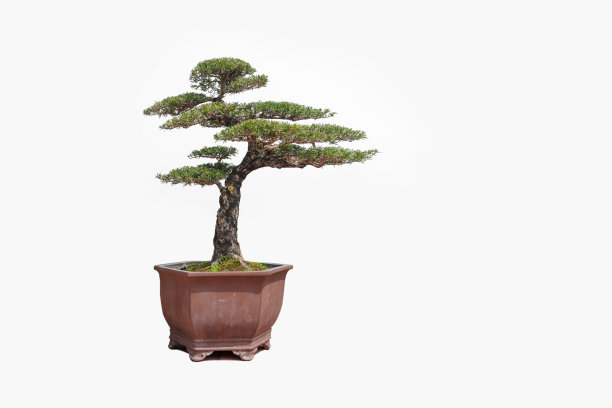 白色背景下的盆栽松树。图片下载