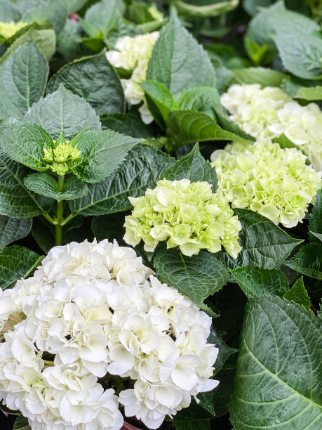 白色霍滕西亚绣球花。图片下载