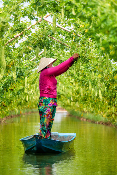 在阳光明媚的时候，在农场里收获挂在木栅栏上的大苦瓜或苦黄瓜。绿色背景图片图片下载