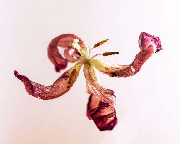 干紫色郁金香花与雌蕊和雄蕊接近在浅丁香背景宏观，装饰和设计元素图片下载