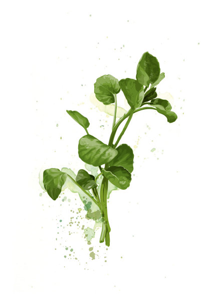 豆瓣菜插图图片下载