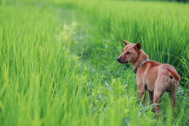 光滑焦点，棕色的狗跑在明亮的绿色的田野在早晨寻找谁照顾他的田地好收成的主人。棕色的狗在美丽的绿色田野里散步。图片下载