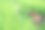 光滑焦点，棕色的狗跑在明亮的绿色的田野在早晨寻找谁照顾他的田地好收成的主人。棕色的狗在美丽的绿色田野里散步。图片下载