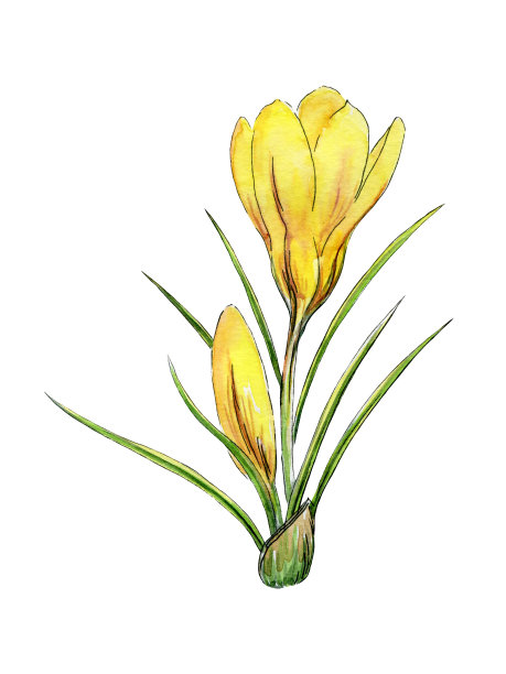 黄色番红花，藏红花，春天报春花，水彩插图图片下载