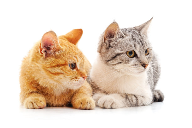 两只猫向旁边看。图片下载