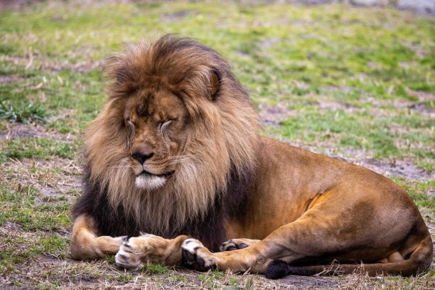 狮子坐在图片下载