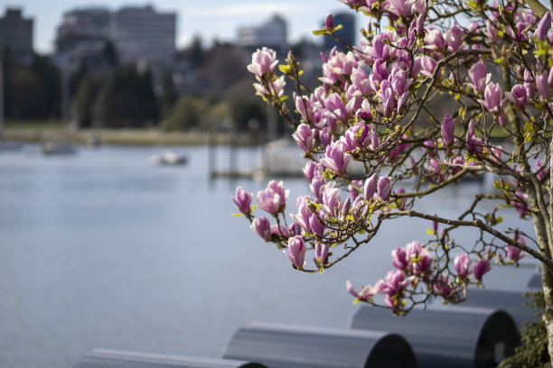 温哥华樱花节图片下载