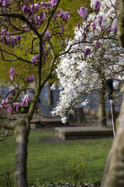 温哥华樱花节图片下载