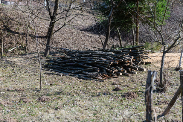 一棵天然的树躺在草地上图片下载